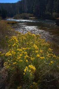 Bloomer goldenbush near the Truckee River