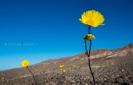 Desert Gold (Geraea canescens) north of Stovepipe Wells