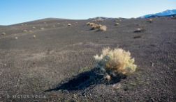 Sparse brush growing from the old lava field near Ubehebe